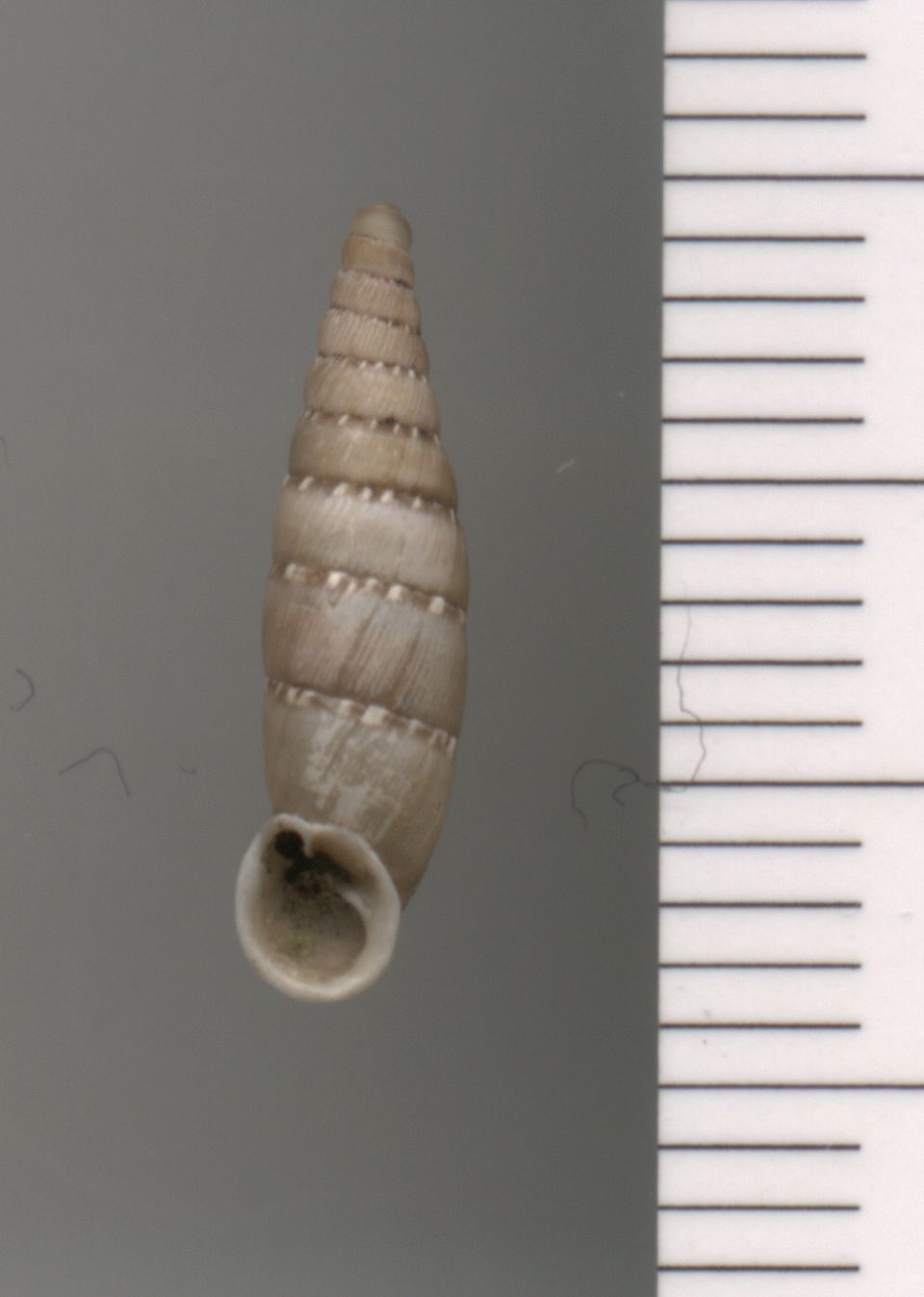 Papillifera bidens